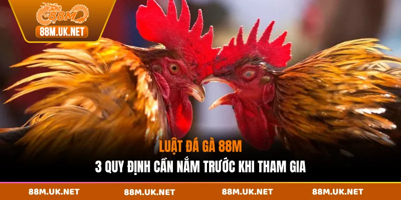 Luật Đá Gà 88M - 3 Quy Định Cần Nắm Trước Khi Tham Gia
