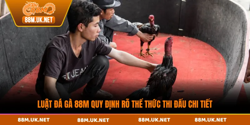 Luật đá gà 88M quy định rõ thể thức thi đấu chi tiết